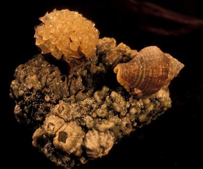 Male Snails Babysitting for Other Dads