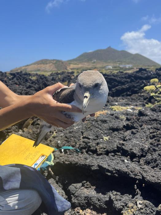 Scopoli`s shearwater on Linosa