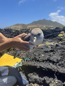 Scopoli`s shearwater on Linosa