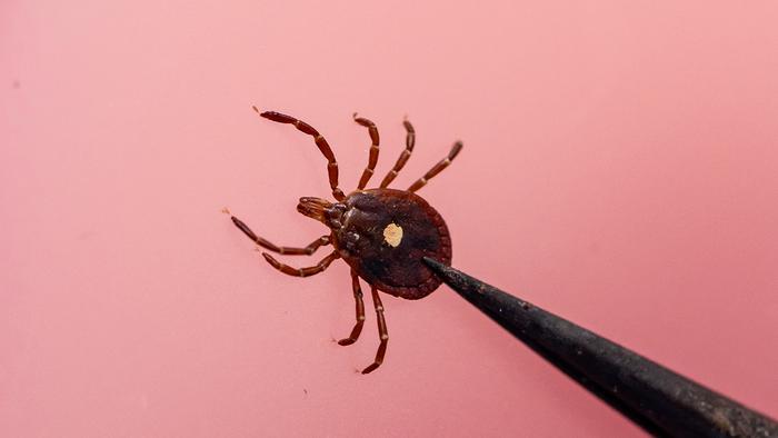 Tick