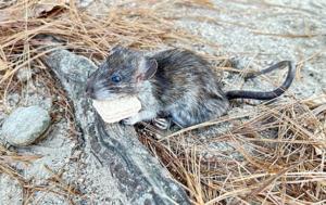 Norway rats