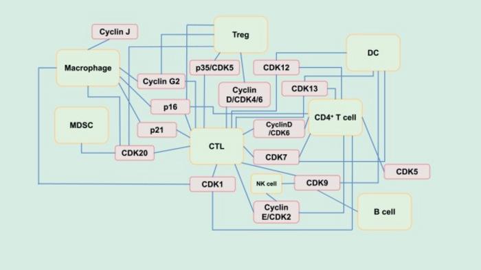 Mechanistic network diagram of the interaction between cell cycle proteins and immune cells in the tumor immune microenvironment.