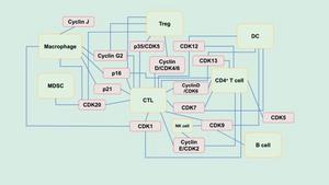 Mechanistic network diagram of the interaction between cell cycle proteins and immune cells in the tumor immune microenvironment.