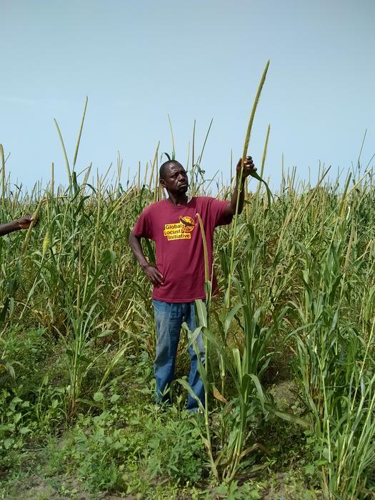 Senegalese farmer