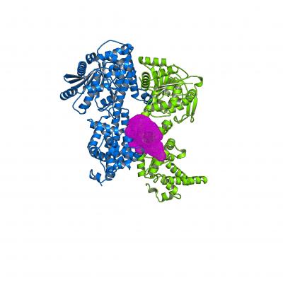 EDS1 in Complex with Binding Partner