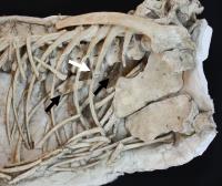 <I>Velociraptor</I> Fossil