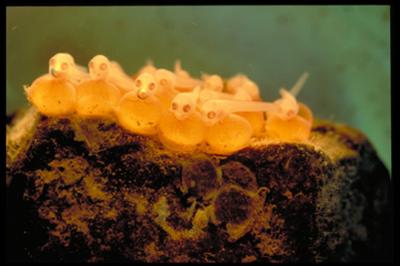 Grunt, Growl and Channel Your Inner Fish (5 of 7)