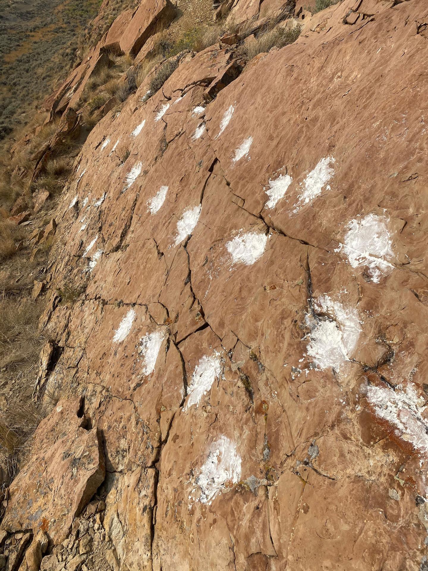 Mammal tracks from Paleocene lagoon