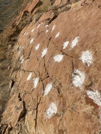 Mammal tracks from Paleocene lagoon