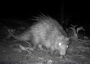 Bushmeat biomass (2)