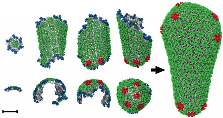 Computer Simulation of HIV Protein Assembly