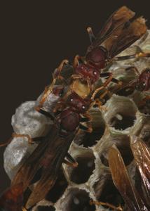 Polistes canadensis 3