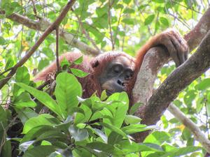 Orangutan napping