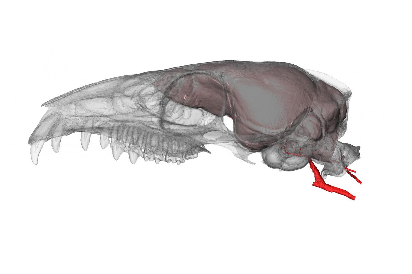 Treeshrew Brain