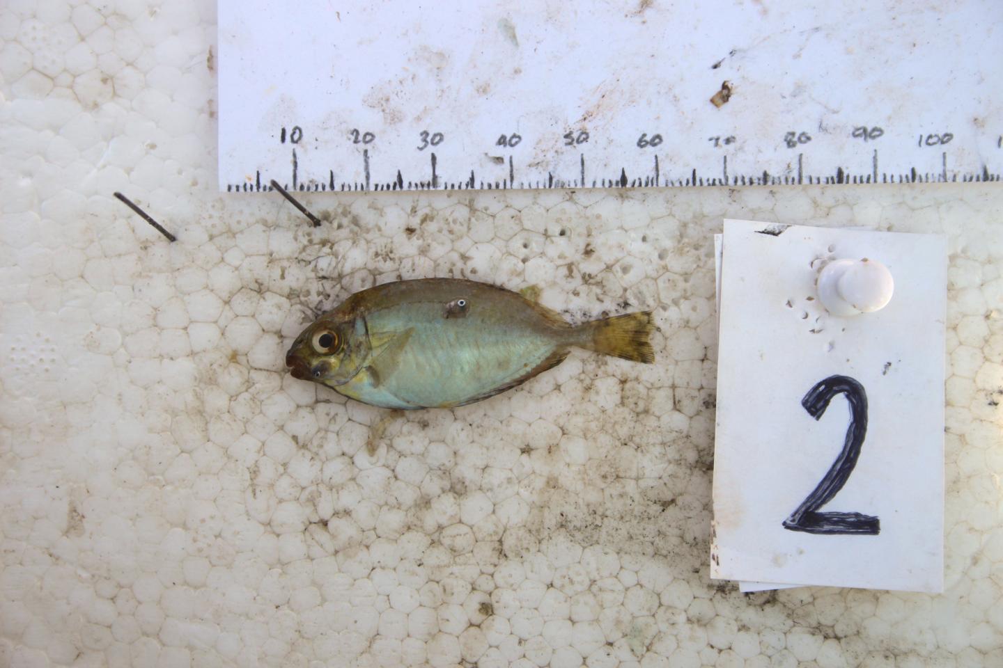 A Small Rabbitfish Caught Using Mosquito Nets