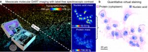 Figure | DART enables label-free molecular imaging with quantitative virtual staining.