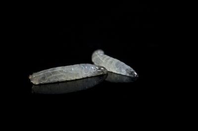 Alcoholic Fly Larvae Need Fix for Learning (1 of 2)