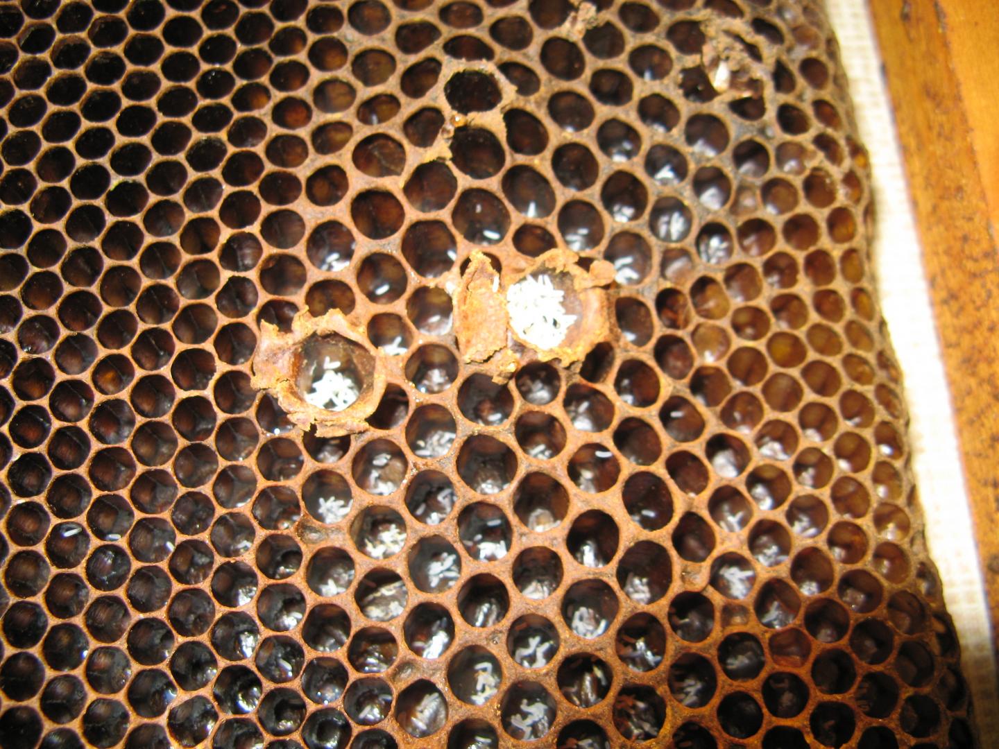 Masses of Parasitic Eggs