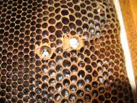 Masses of Parasitic Eggs