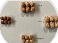Types of chickpeas