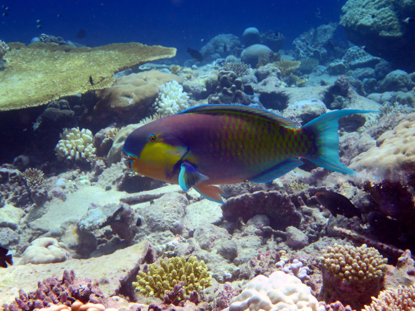 Special Issue: Ocean Climate Change (7 of 21)