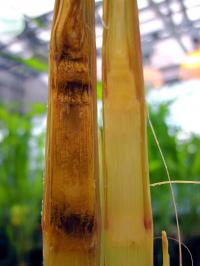 Fungal Infection