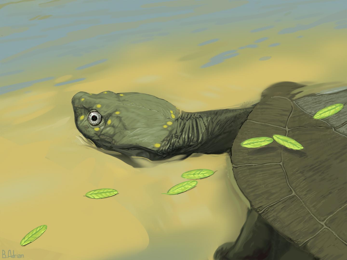 Pleurochayah appalachius