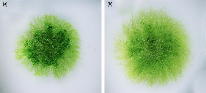 A Tale of 2 Mosses