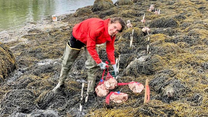 Wild oyster study on the Damariscotta River