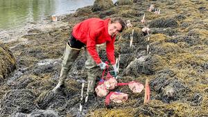 Wild oyster study on the Damariscotta River