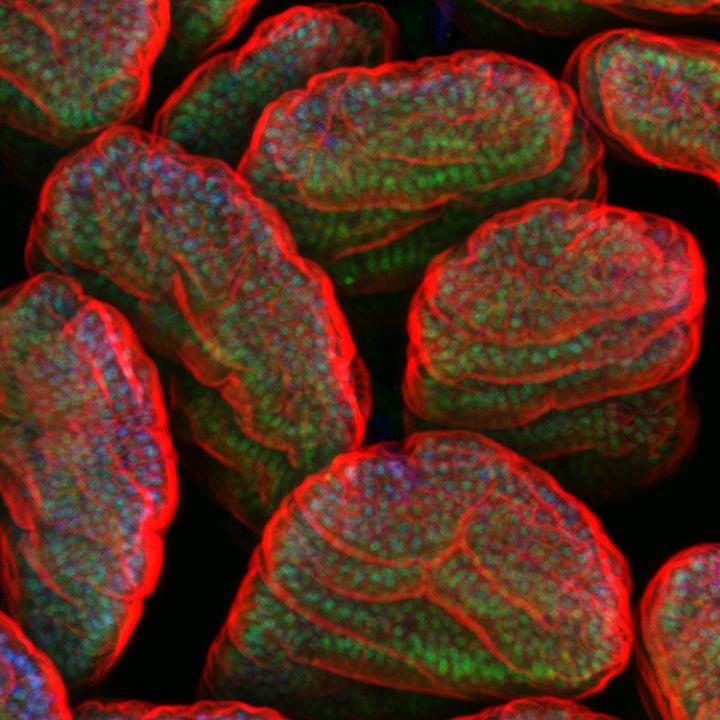 Rawls Mouse Gut