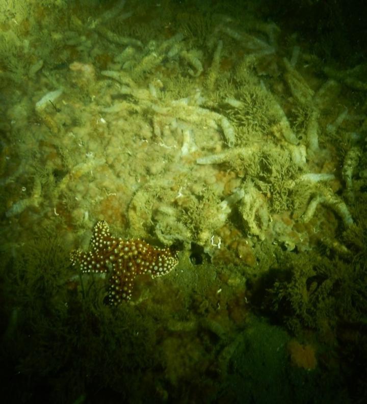 Parchment Tubeworm