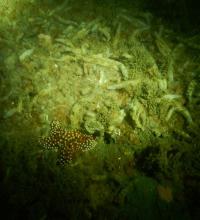 Parchment Tubeworm