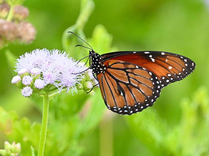 Danaus eresimus