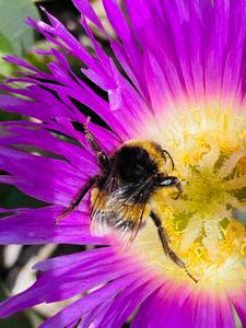 Bombus terrestris