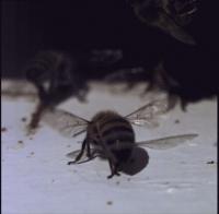 Flapping Bees 2