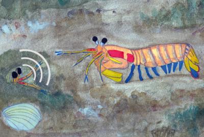 Rumbling Shrimp