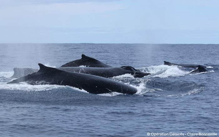 Humpback whale