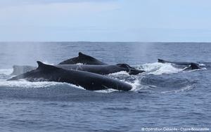 Humpback whale