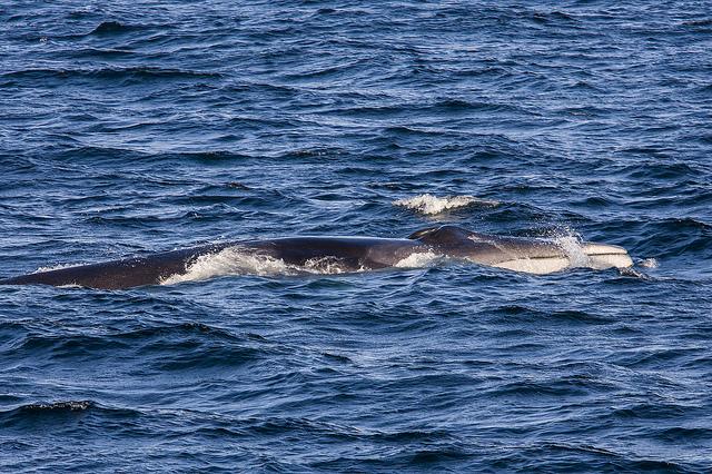 Fin Whale