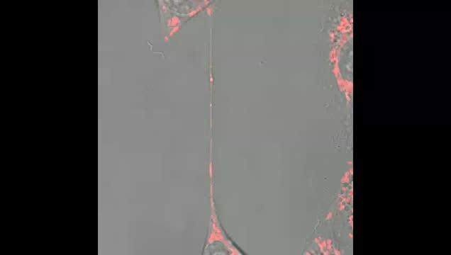 Transfer of Mitochondria between Stem Cells Via Tunneling Microtubes