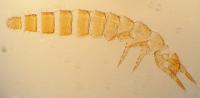 <i>Acerentomon microrhinus</i>
