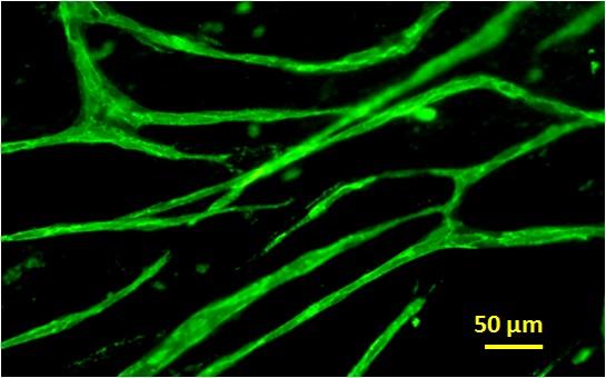 Vascularized Stem Cell Sheet