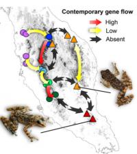Gene Flow