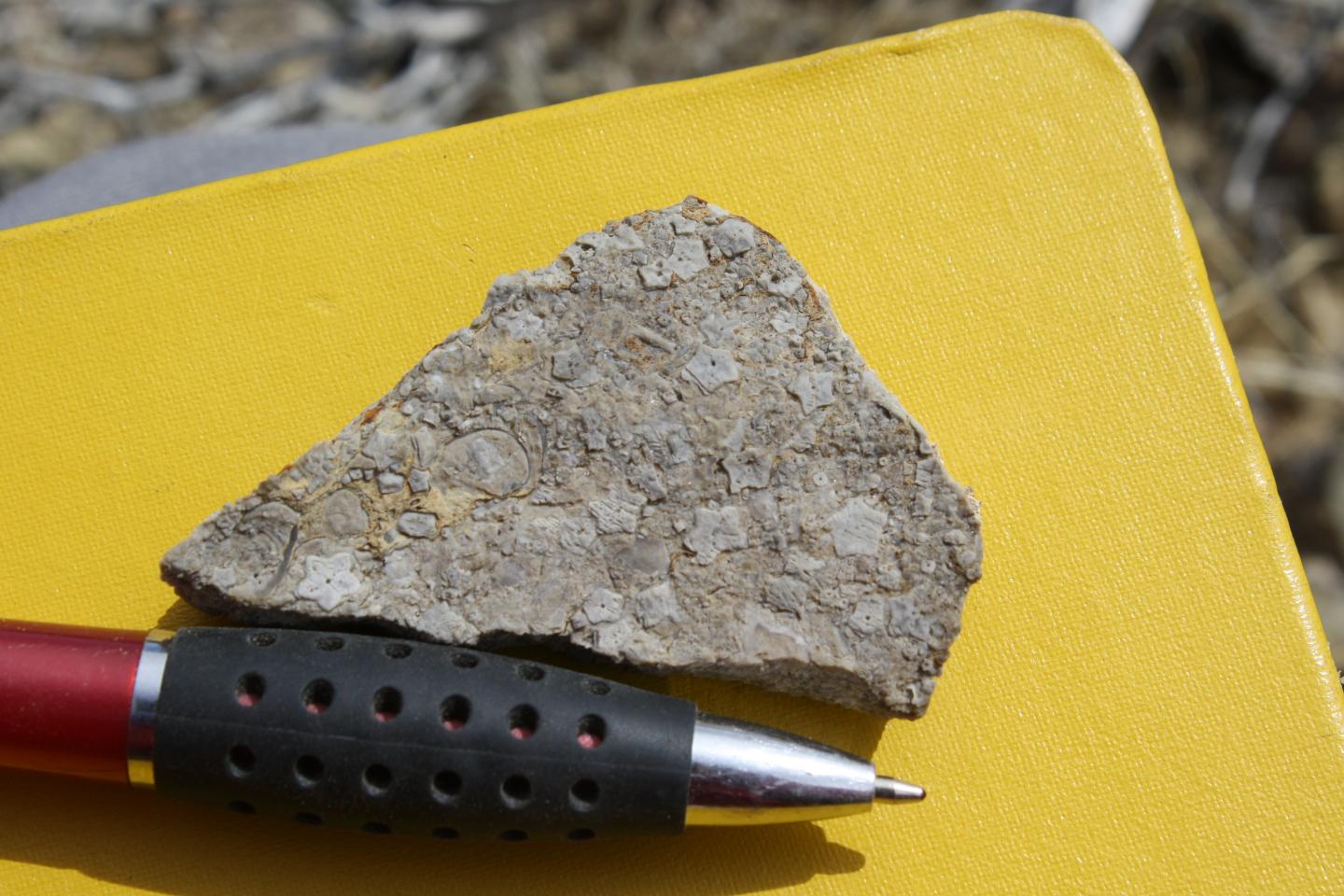 Fossilized Sea Lily