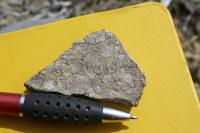 Fossilized Sea Lily