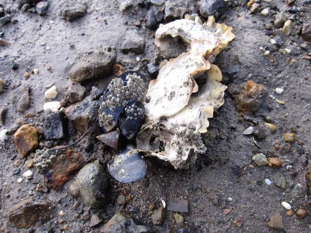 Mussels