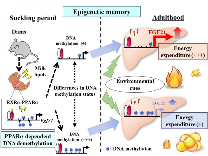 Figure: DNA Methylation Status of Fgf21