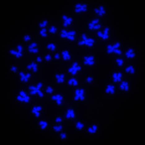 Salk Institute Science Image