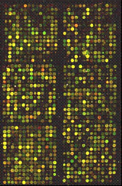 Gene Sequence